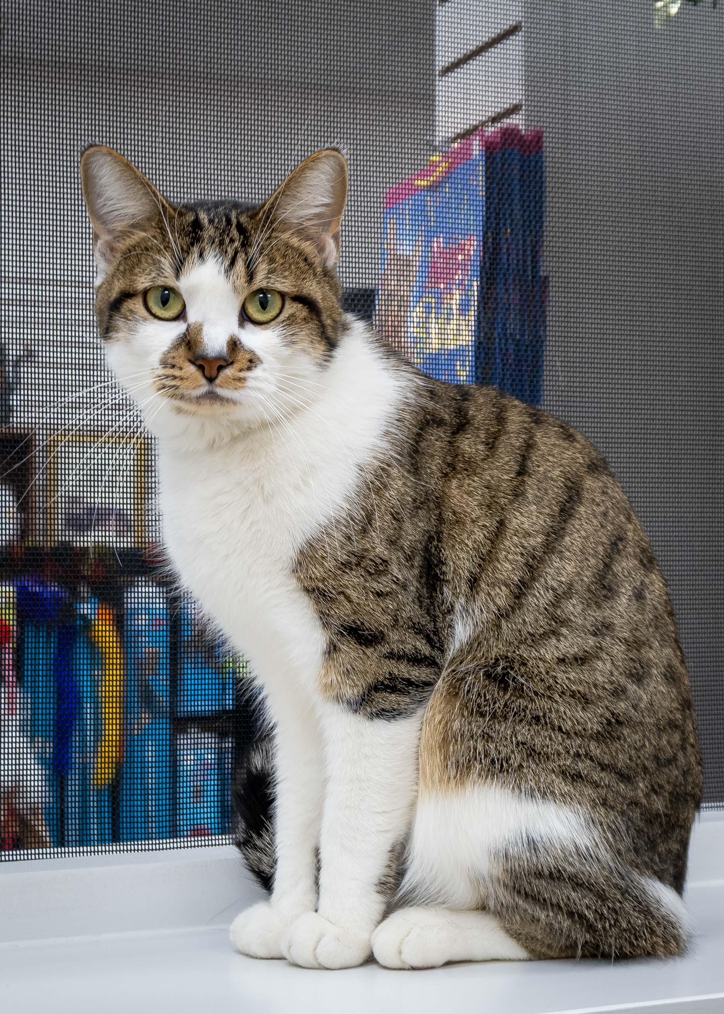 Chloe, ADOPTABLE, Young Female Domestic Short Hair.