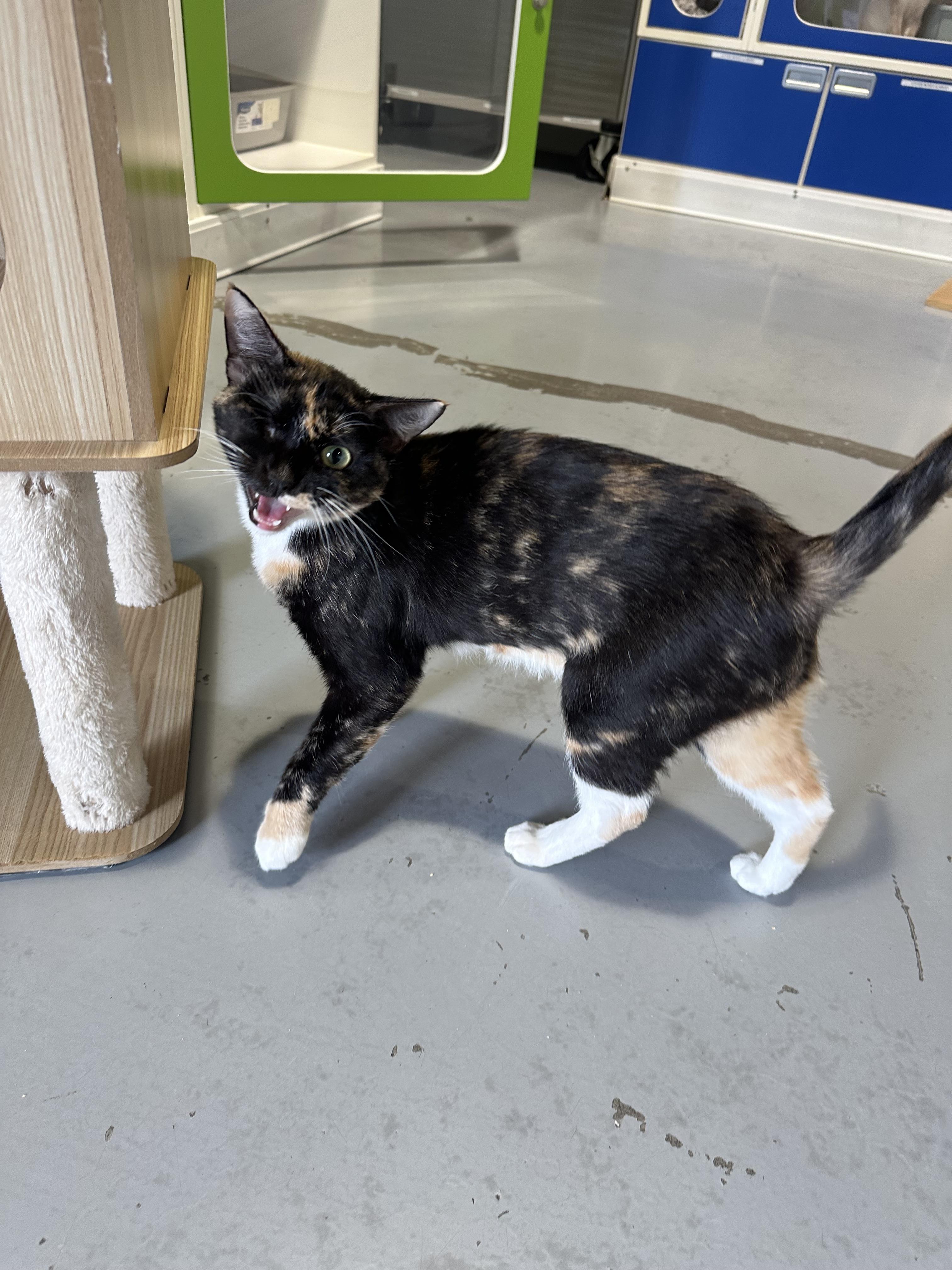 Meadow, Adoptable, Young Female Domestic Short Hair.
