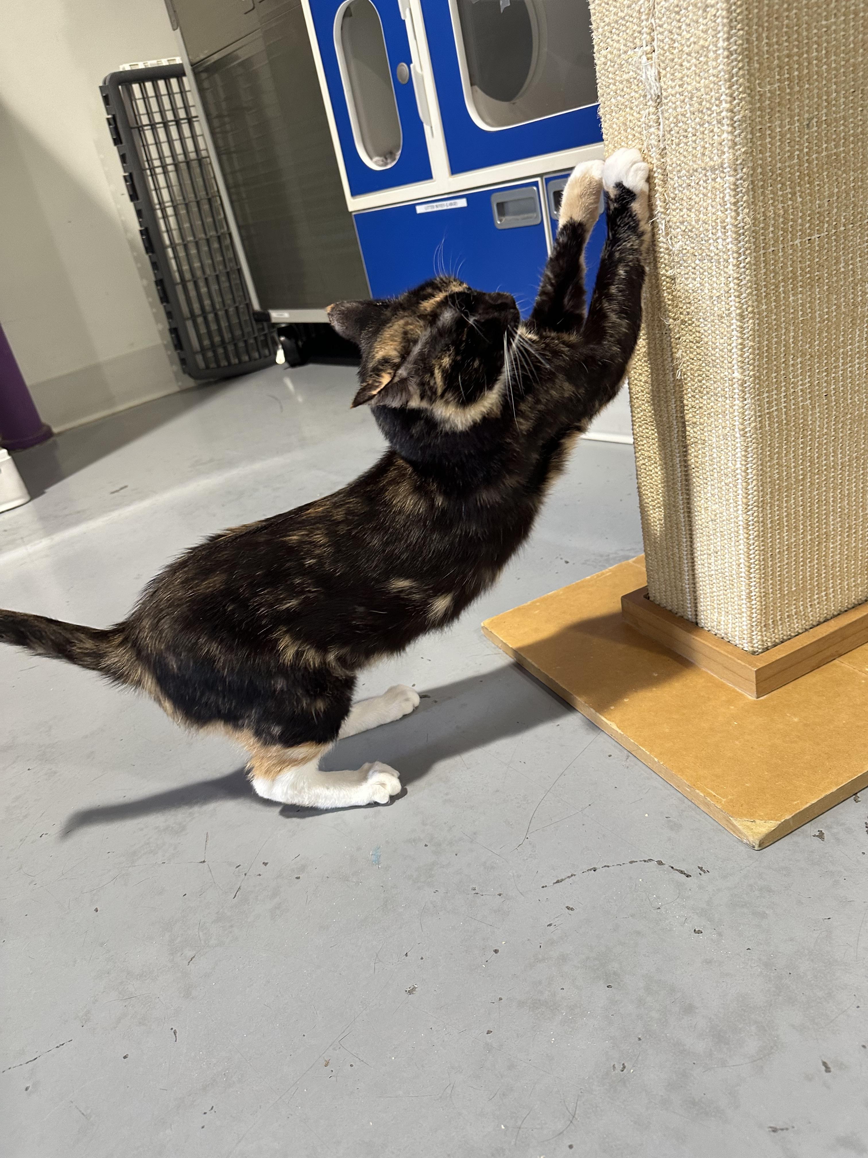 Enlarge Meadow, a Adoptable Domestic Short Hair in Seattle, WA image 3/5