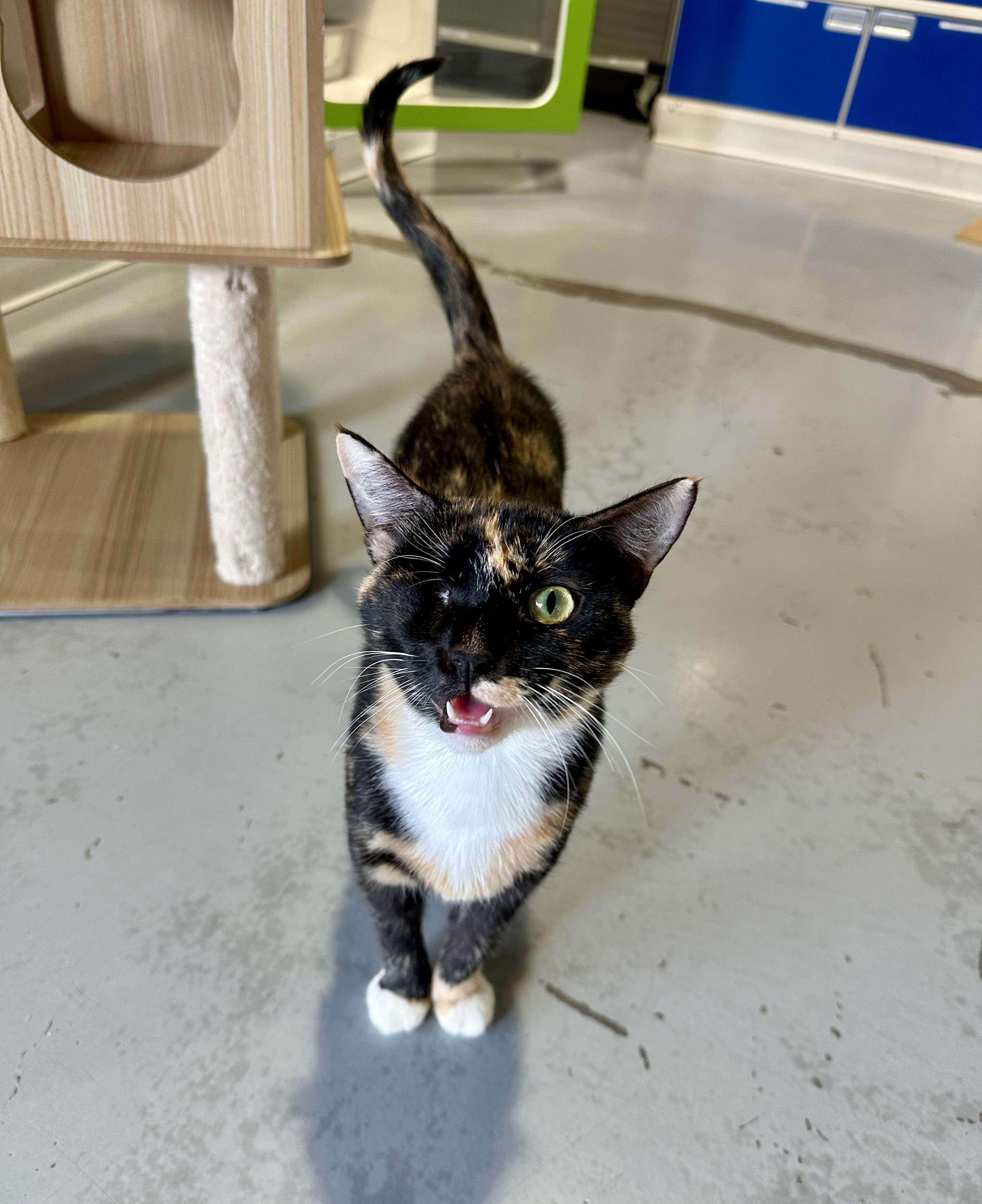 Enlarge Meadow, a Adoptable Domestic Short Hair in Seattle, WA image 4/5