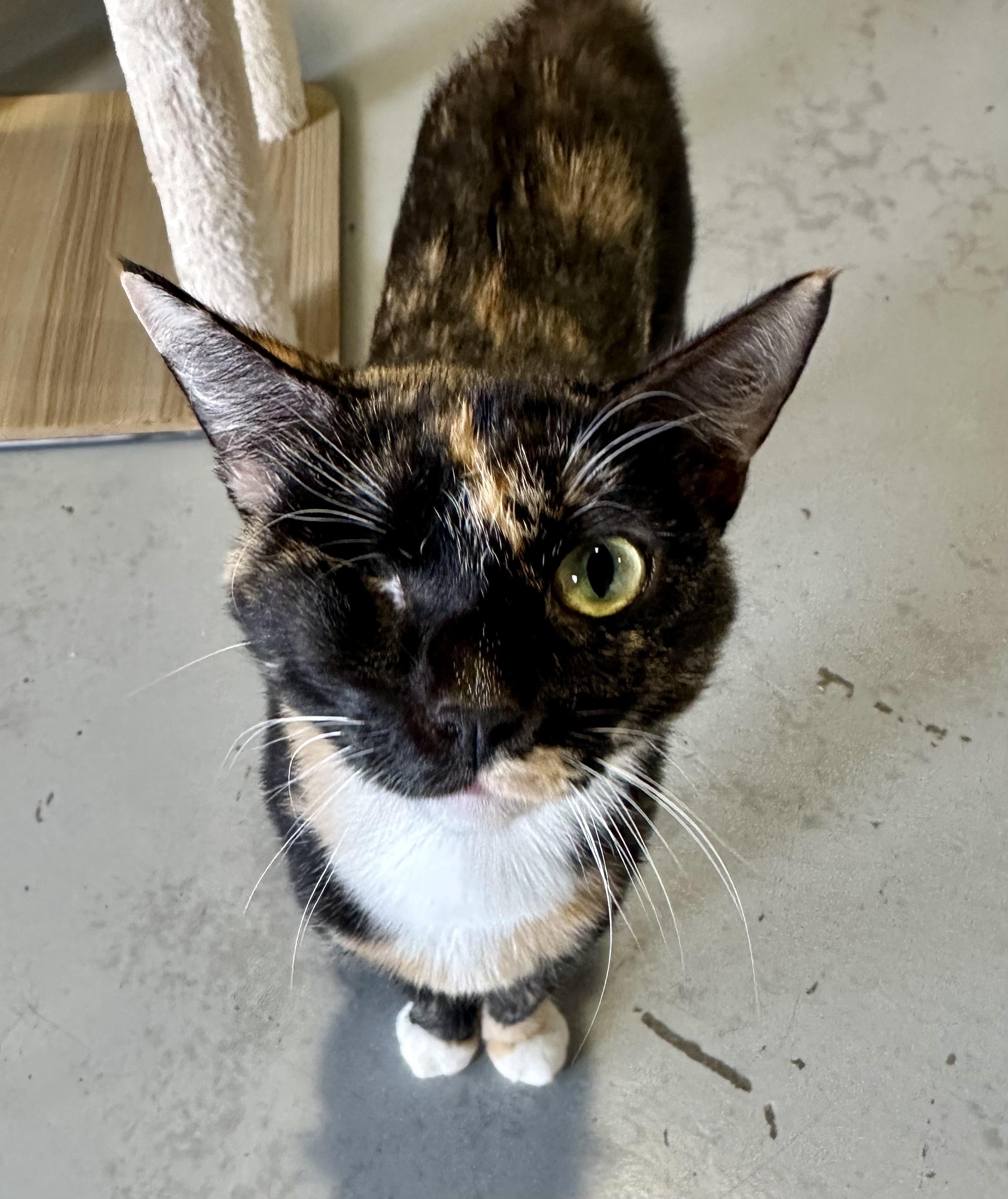 Enlarge Meadow, a Adoptable Domestic Short Hair in Seattle, WA image 2/5