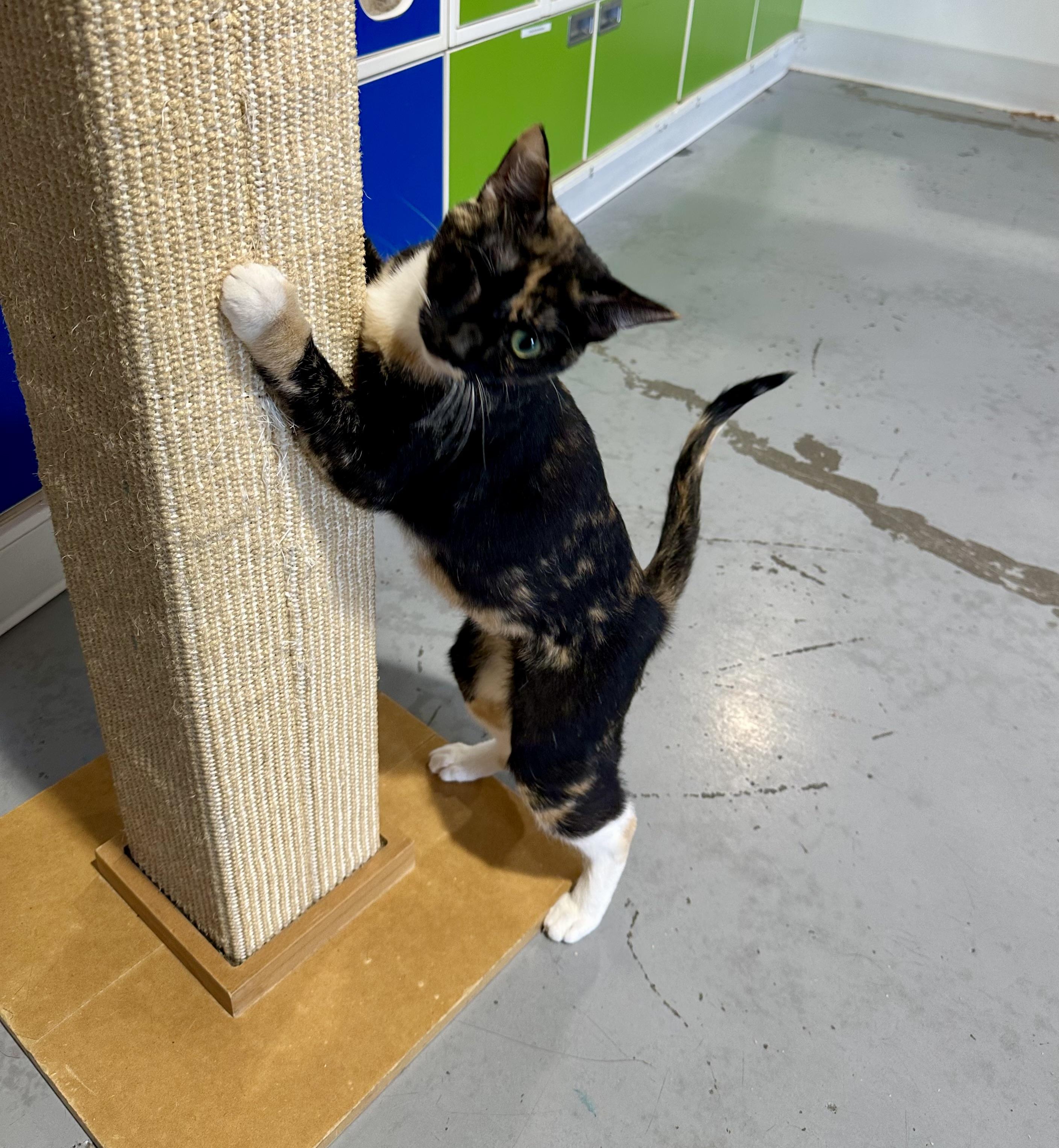 Enlarge Meadow, a Adoptable Domestic Short Hair in Seattle, WA image 5/5