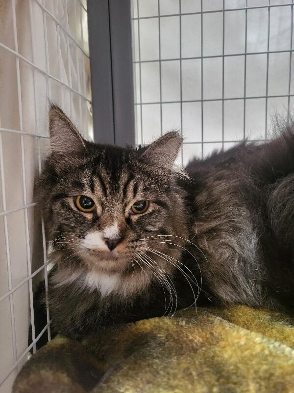 Albert, Adoptable, Young Male Domestic Medium Hair.