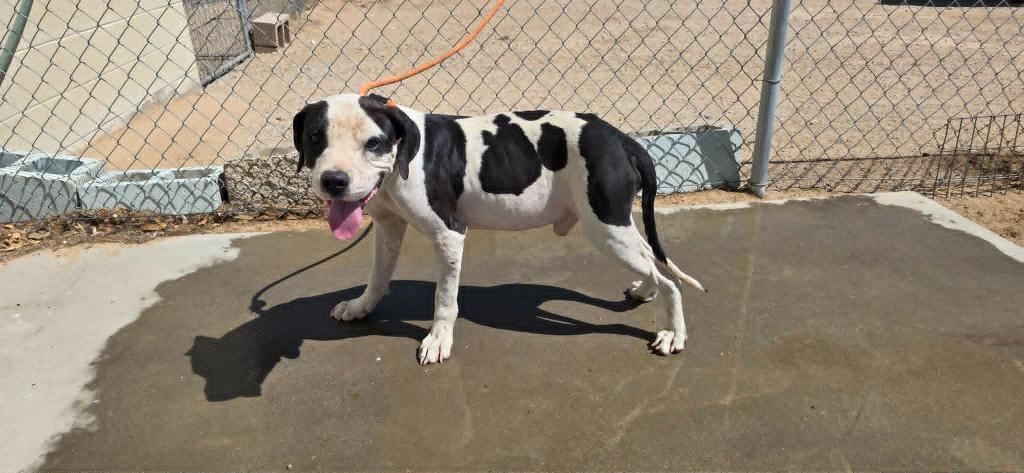 Domino, Adoptable, Young Male Pit Bull Terrier.