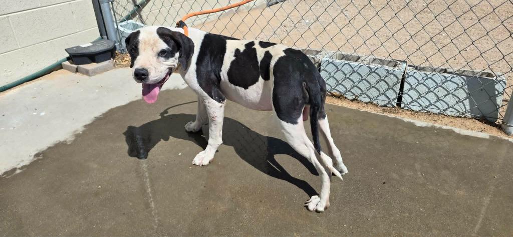 Domino, a Adoptable mixed breed in California City, CA image 2/2