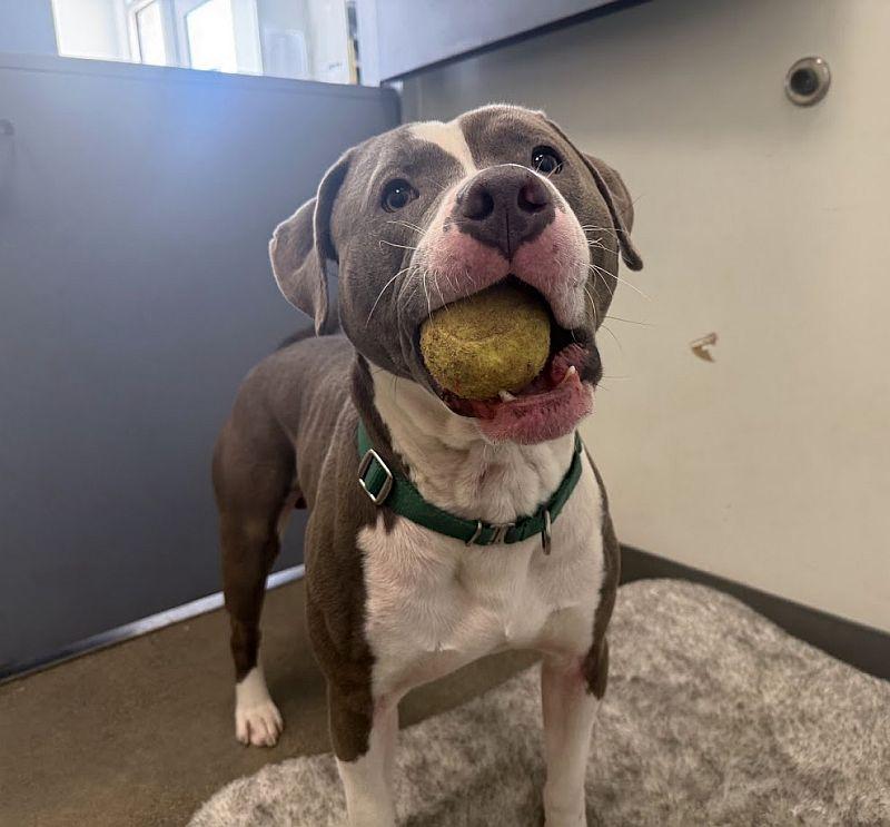 Fat Man, ADOPTABLE, Young Male Pit Bull Terrier.