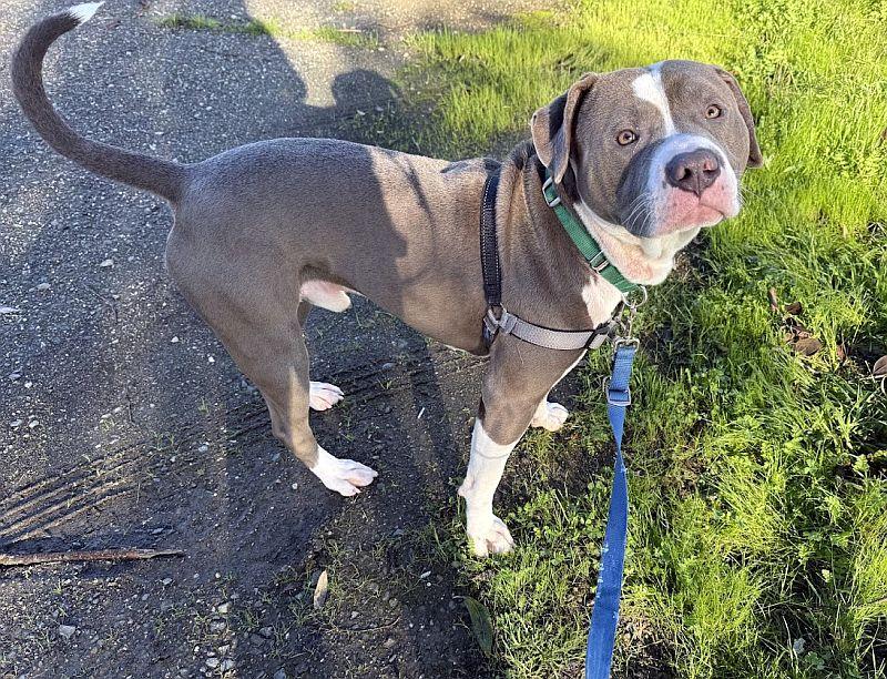 Enlarge Fat Man, a ADOPTABLE Pit Bull Terrier in Berkeley, CA image 1/2