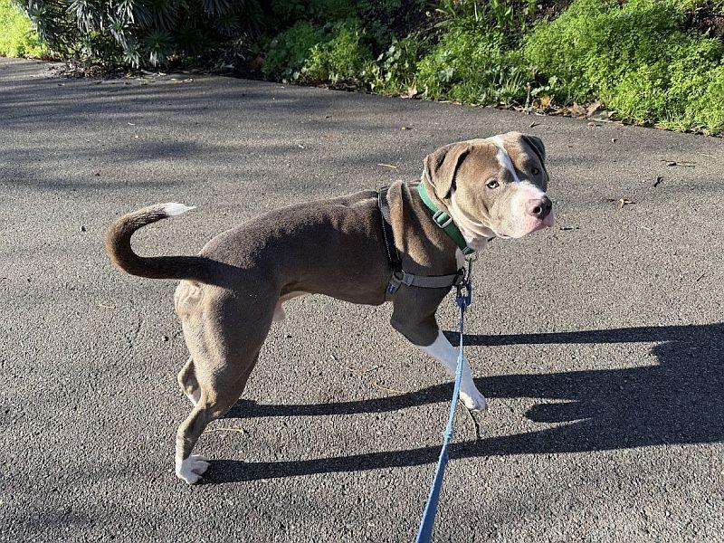 Enlarge Fat Man, a ADOPTABLE Pit Bull Terrier in Berkeley, CA image 2/2