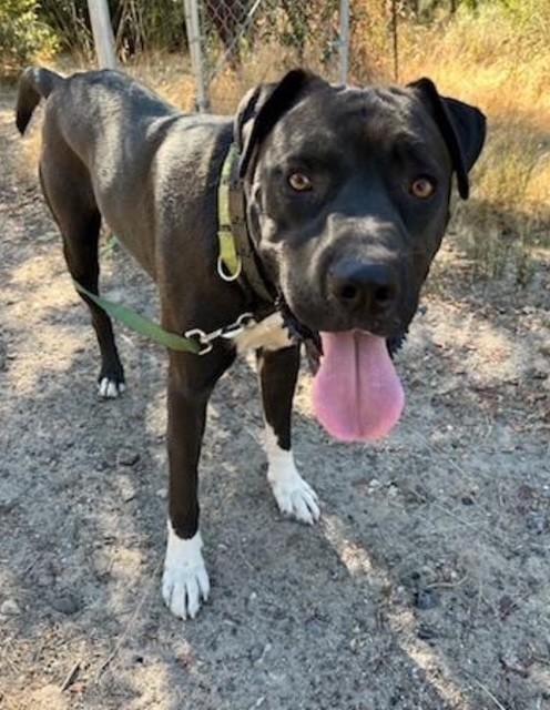 Rodeo, Adoptable, Adult Male Mastiff & American Bulldog.