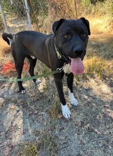 Rodeo, a Adoptable mixed breed in Willits , CA image 2/3