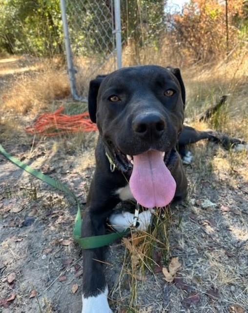 Rodeo, a Adoptable mixed breed in Willits , CA image 3/3