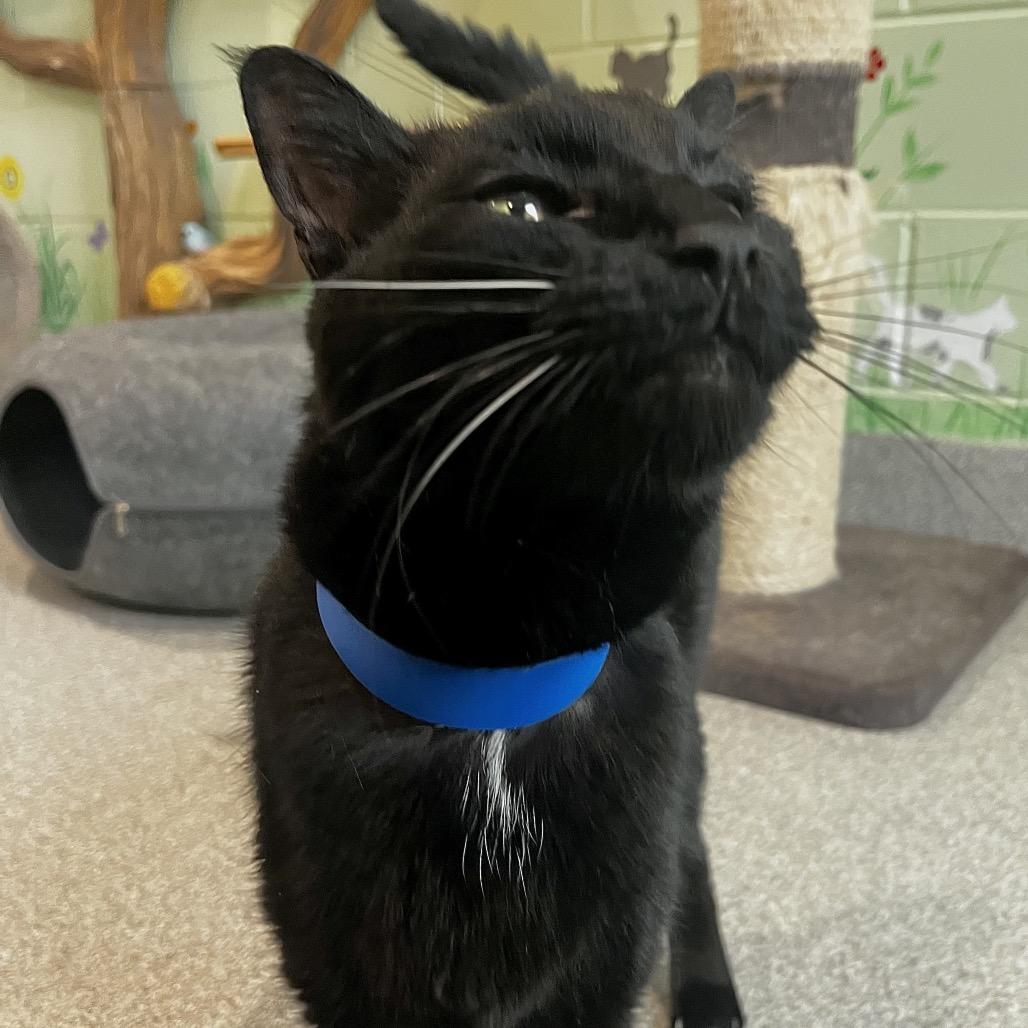 BOBO, Adoptable, Adult Male Domestic Short Hair.