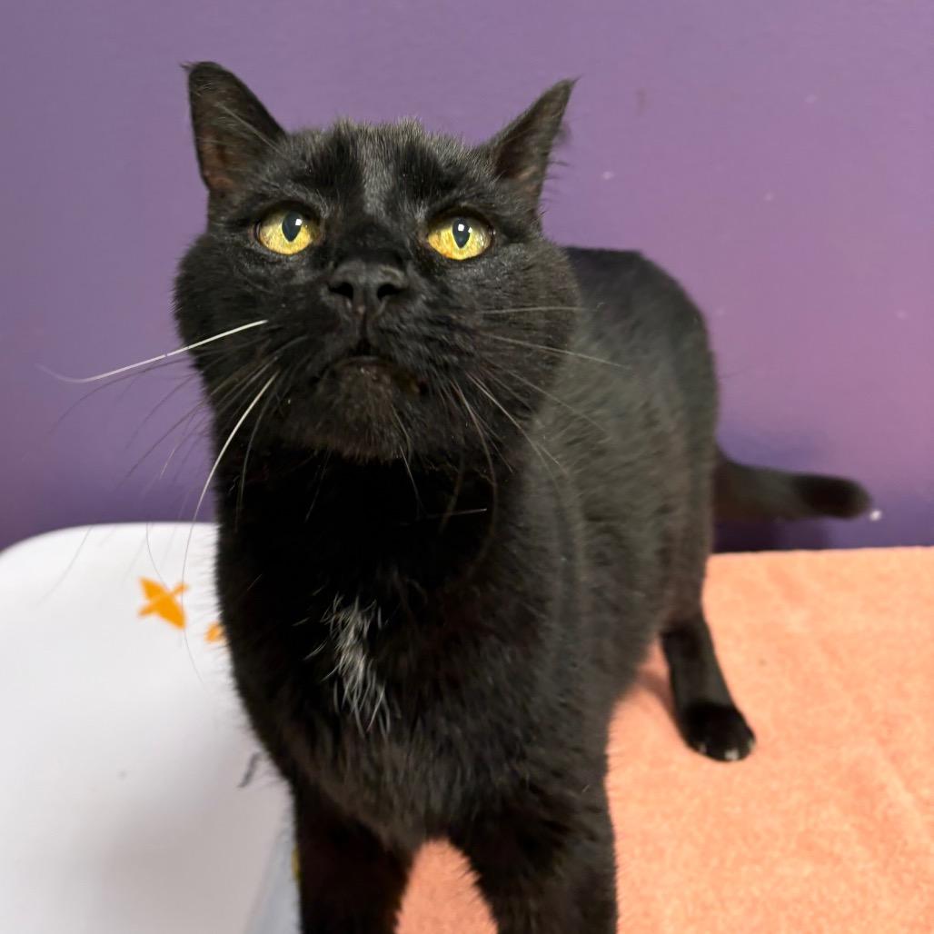 BOBO, a Adoptable Domestic Short Hair in Englewood, FL image 2/4