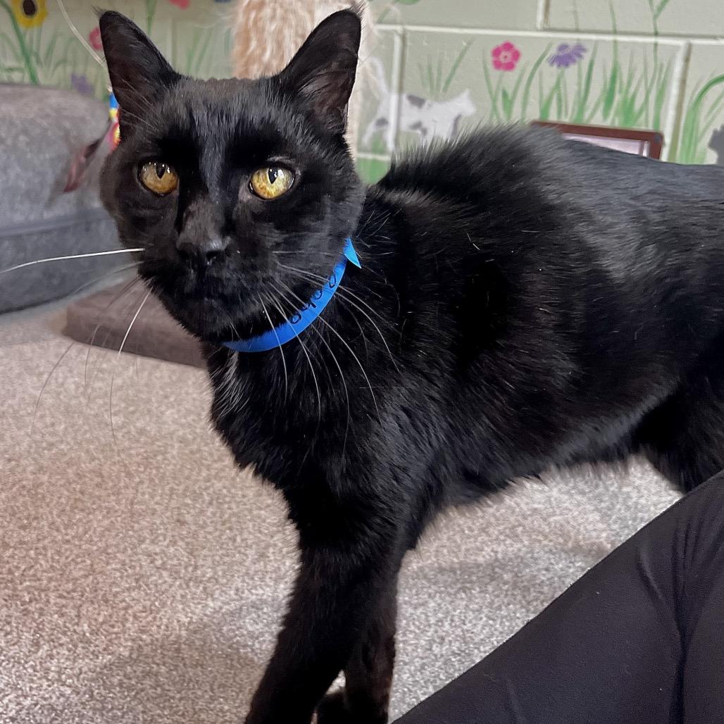 BOBO, a Adoptable Domestic Short Hair in Englewood, FL image 3/4