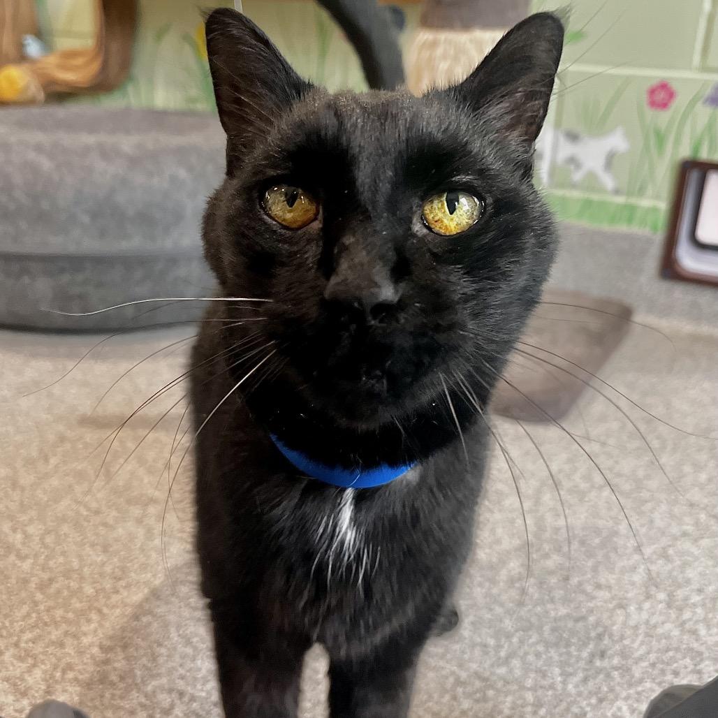 BOBO, a Adoptable Domestic Short Hair in Englewood, FL image 4/4