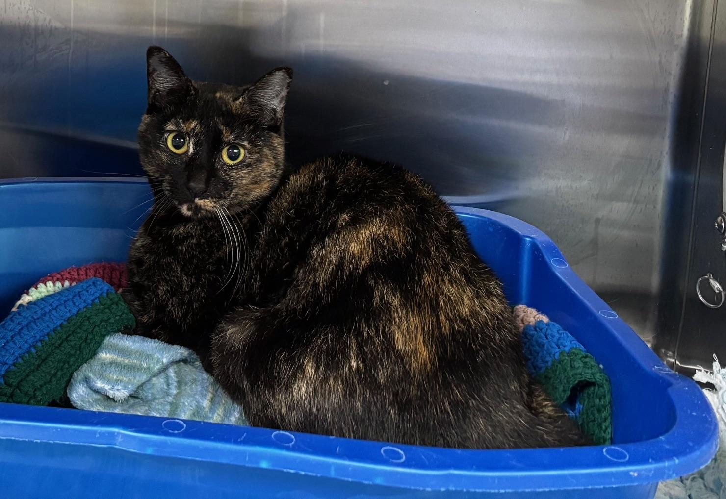 Pepper, Adoptable, Adult Female Tortoiseshell.
