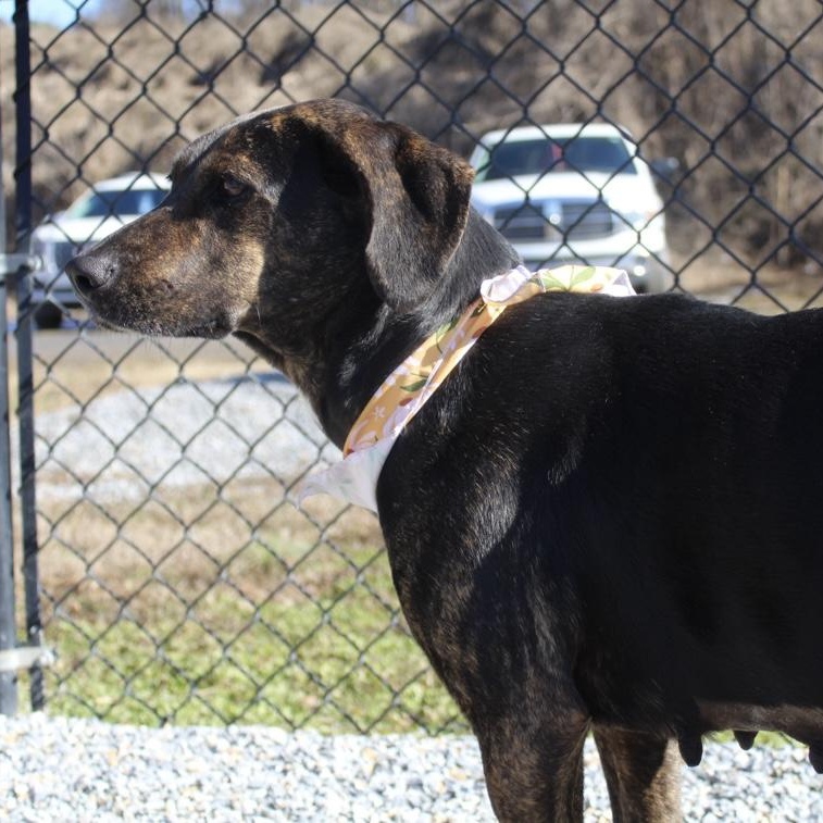 Riley, a ADOPTABLE mixed breed in Marion, NC image 3/5