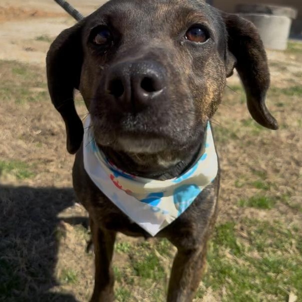 Riley, a ADOPTABLE mixed breed in Marion, NC image 1/5