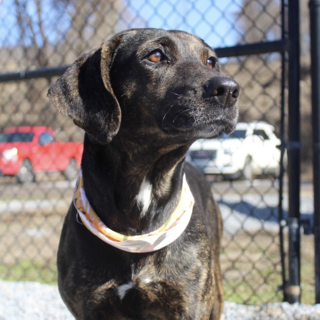 Riley, ADOPTABLE, Adult Female Hound.