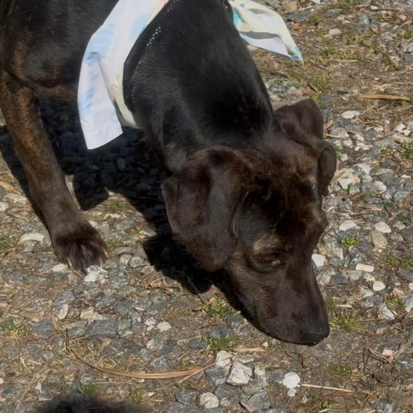 Riley, a ADOPTABLE mixed breed in Marion, NC image 4/5