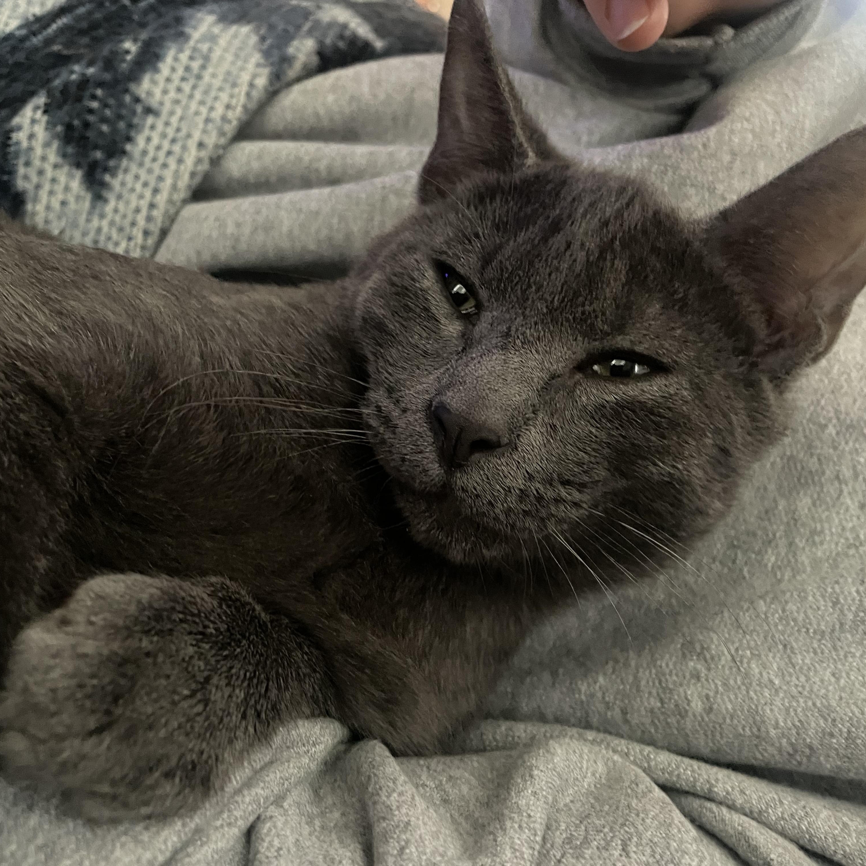 Cosmo, Adoptable, Young Male Russian Blue.