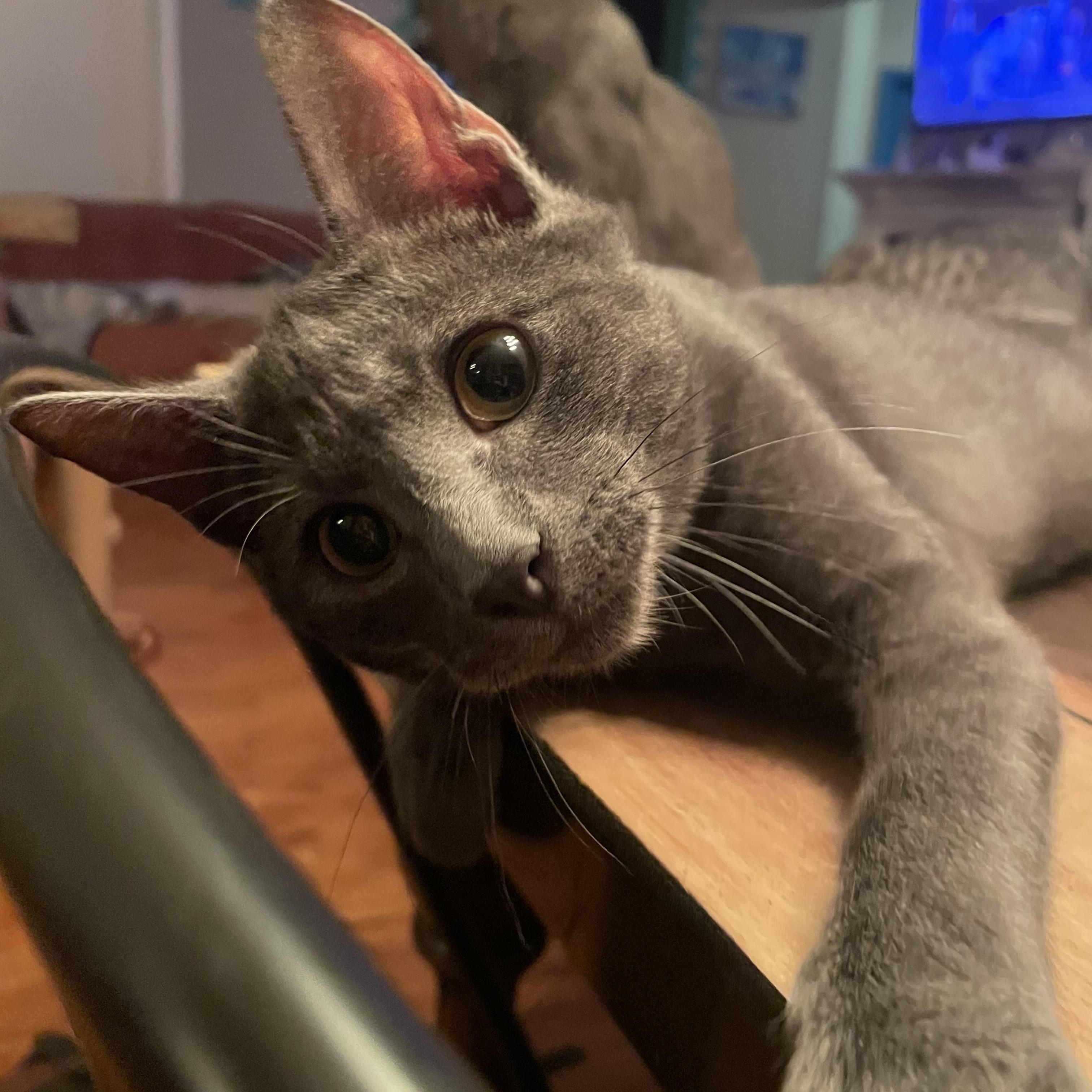 Enlarge Cosmo, a Adoptable mixed breed in Seneca, SC image 3/4