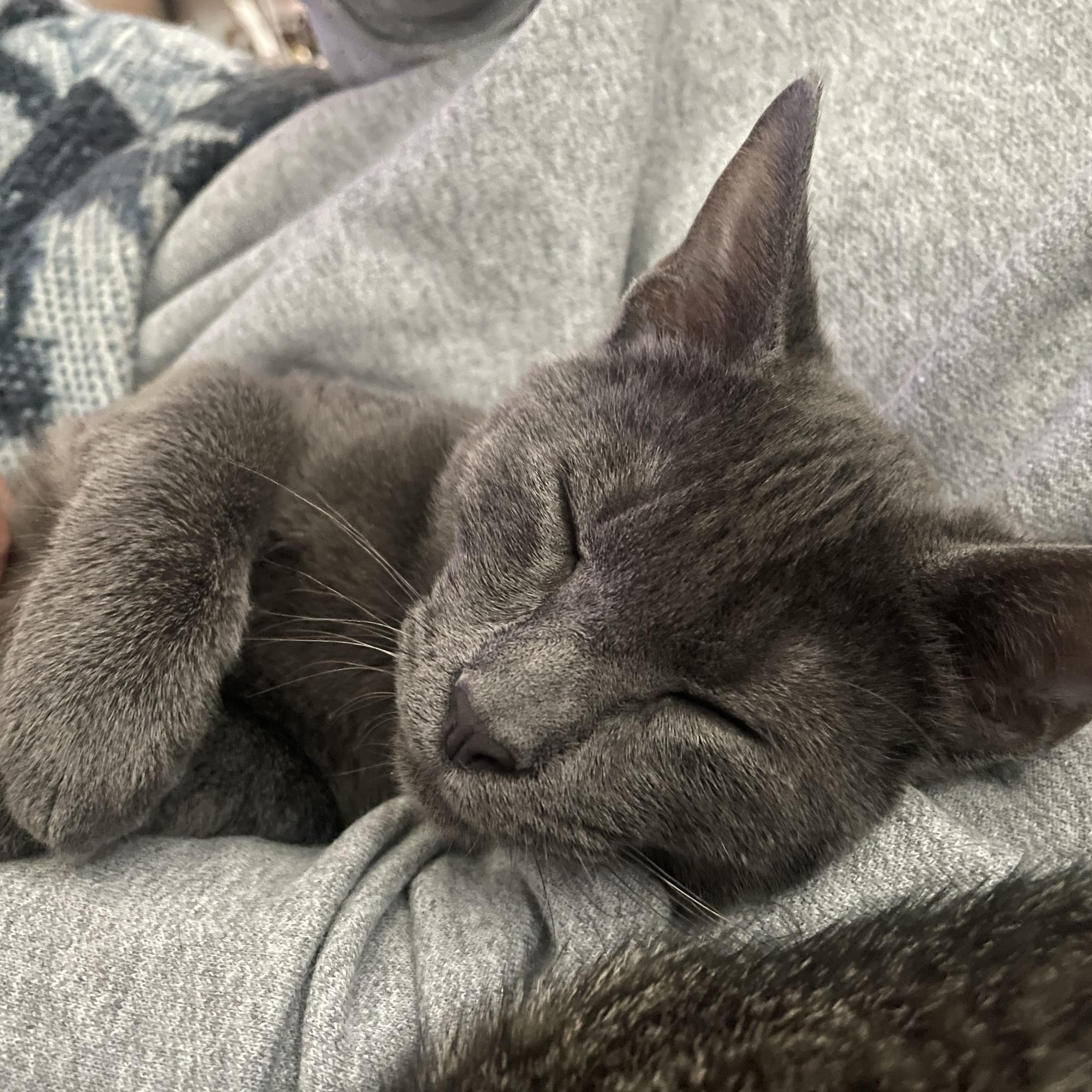 Enlarge Cosmo, a Adoptable mixed breed in Seneca, SC image 2/4