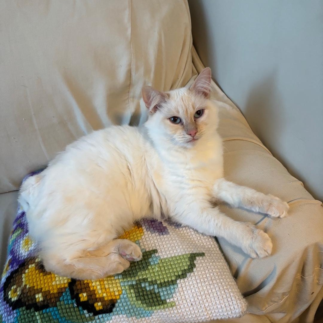 Enlarge Peaches ***Special Needs:  Tail Amputee***, a Adoptable Siamese in FITCHBURG, MA image 2/6