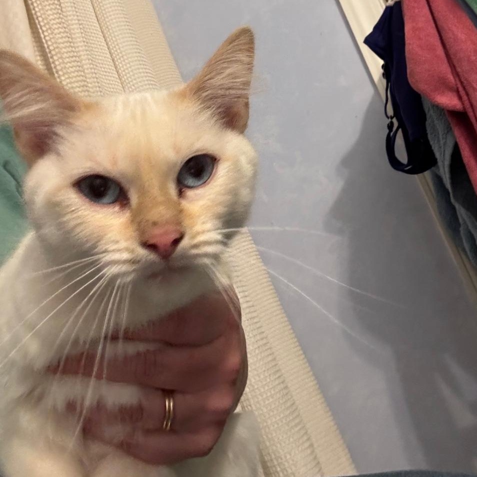 Enlarge Peaches ***Special Needs:  Tail Amputee***, a Adoptable Siamese in FITCHBURG, MA image 5/6