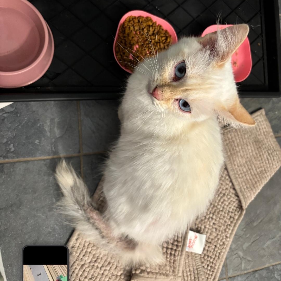 Enlarge Peaches ***Special Needs:  Tail Amputee***, a Adoptable Siamese in FITCHBURG, MA image 3/6