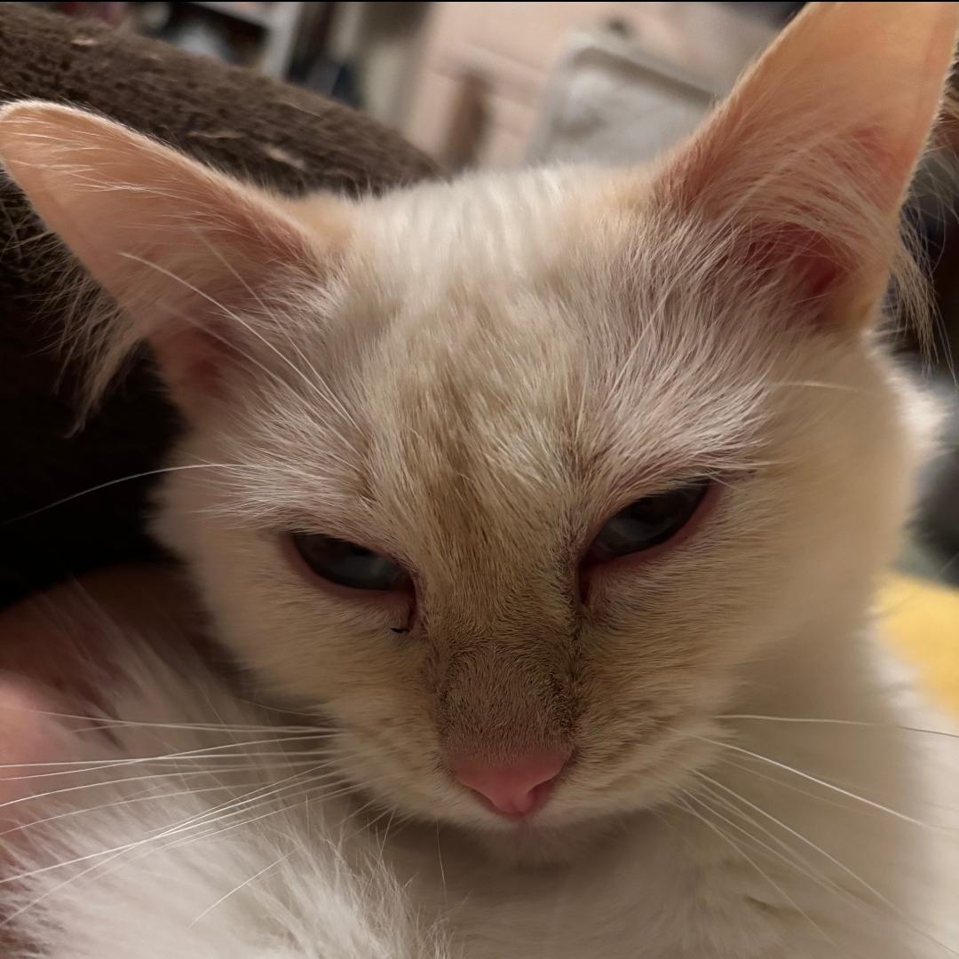 Enlarge Peaches ***Special Needs:  Tail Amputee***, a Adoptable Siamese in FITCHBURG, MA image 1/6