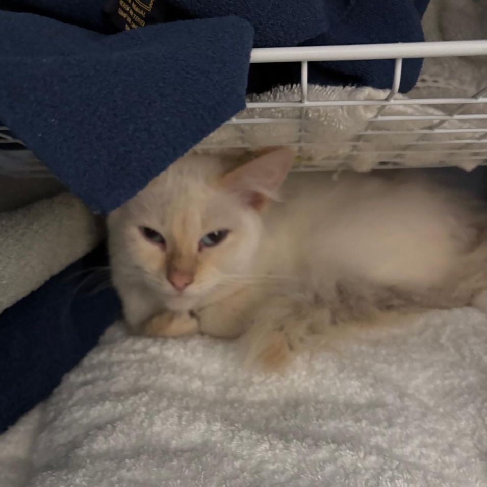 Enlarge Peaches ***Special Needs:  Tail Amputee***, a Adoptable Siamese in FITCHBURG, MA image 6/6