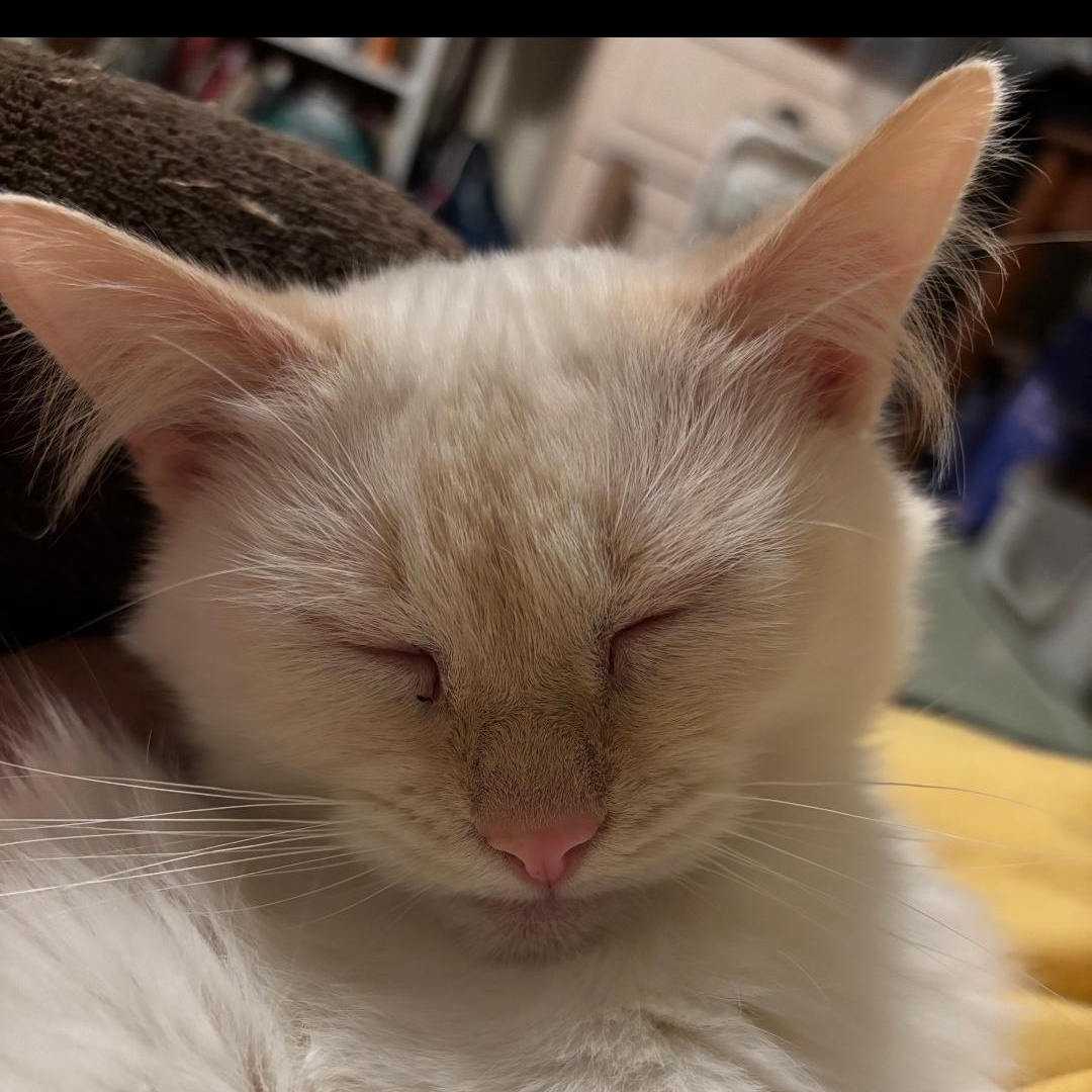 Enlarge Peaches ***Special Needs:  Tail Amputee***, a Adoptable Siamese in FITCHBURG, MA image 4/6