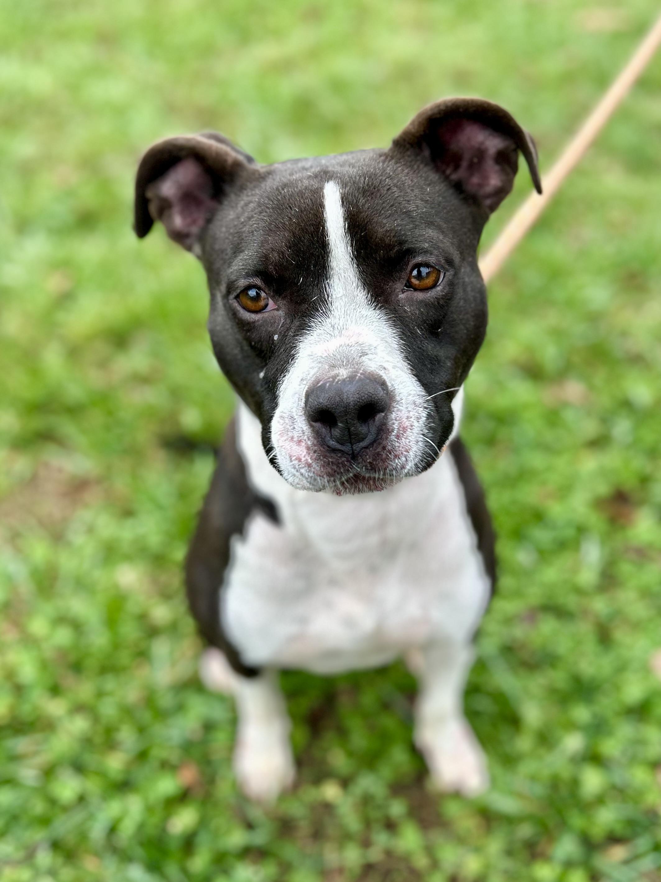 Wren, a Adoptable Mixed Breed in Franklin, KY image 2/6