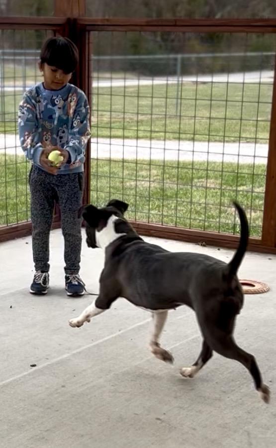 Enlarge Wren, a Adoptable Mixed Breed in Franklin, KY image 4/6