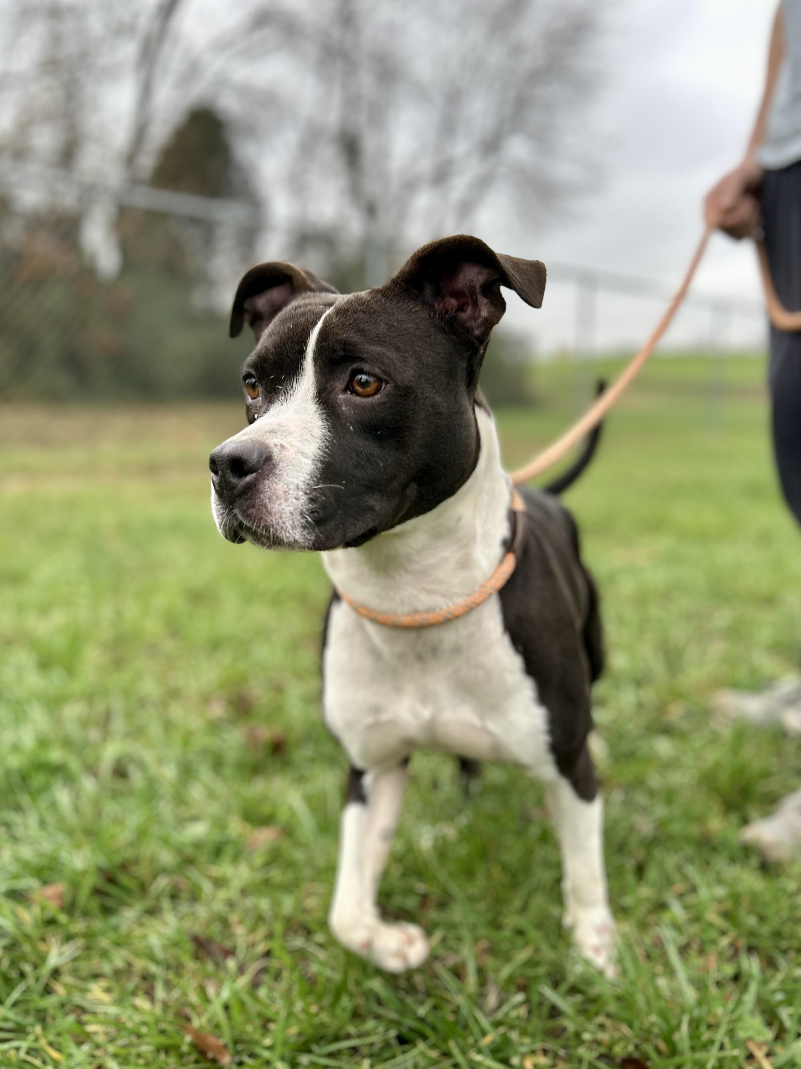 Wren, a Adoptable Mixed Breed in Franklin, KY image 4/6