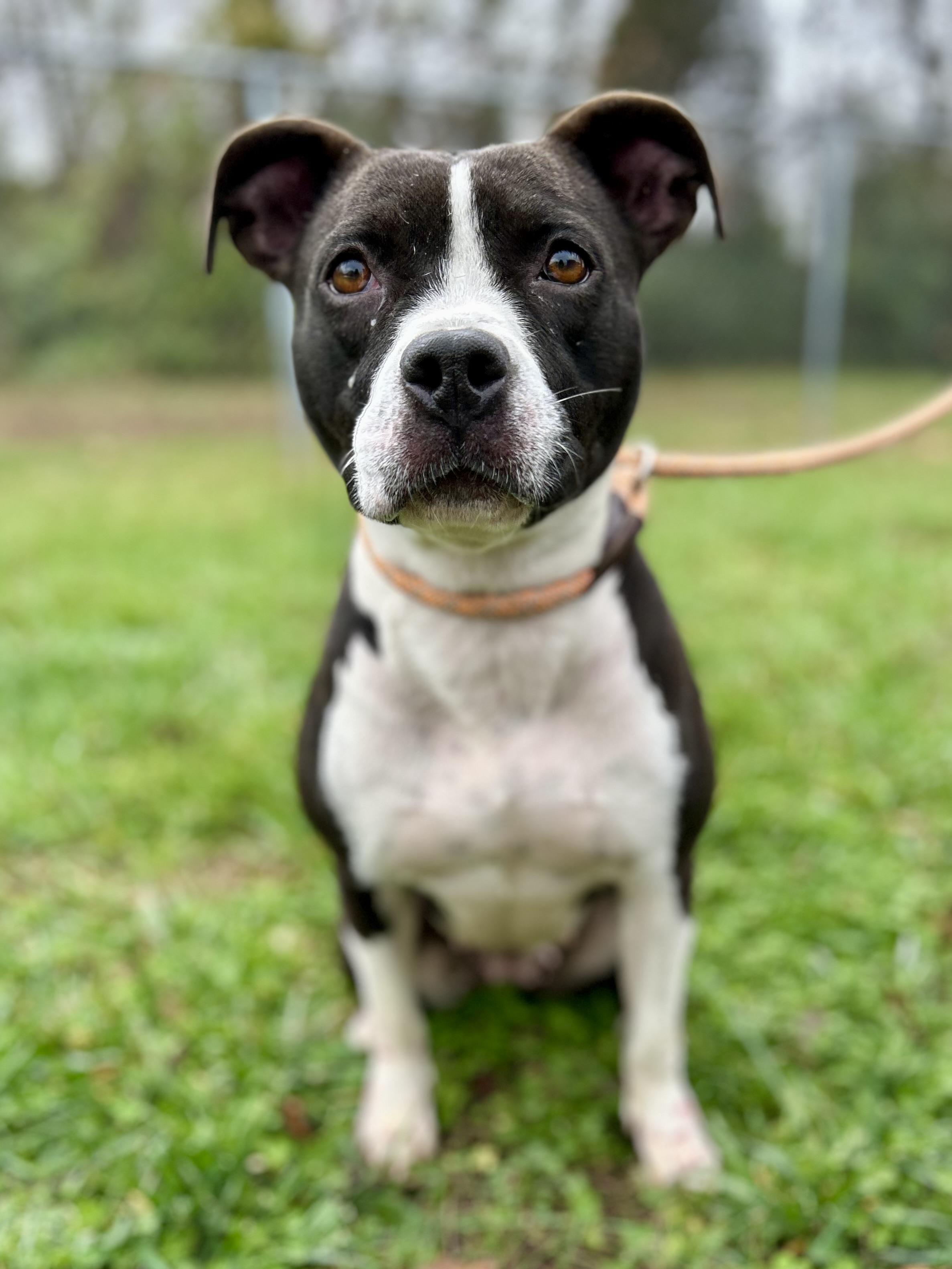 Wren, a Adoptable Mixed Breed in Franklin, KY image 5/6