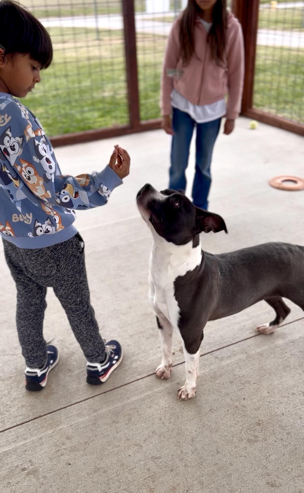 Enlarge Wren, a Adoptable Mixed Breed in Franklin, KY image 6/6
