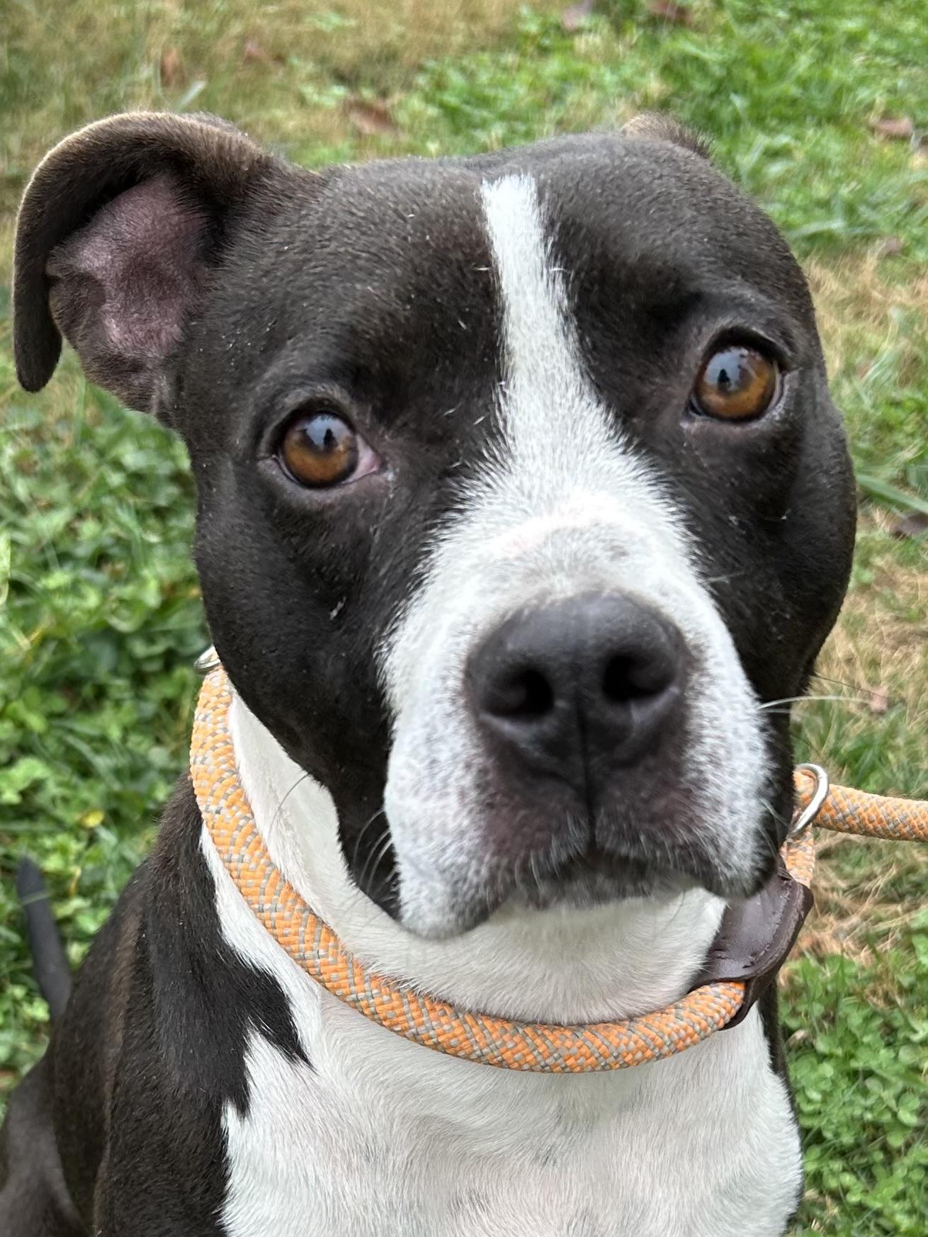 Wren, Adoptable, Young Female Mixed Breed.