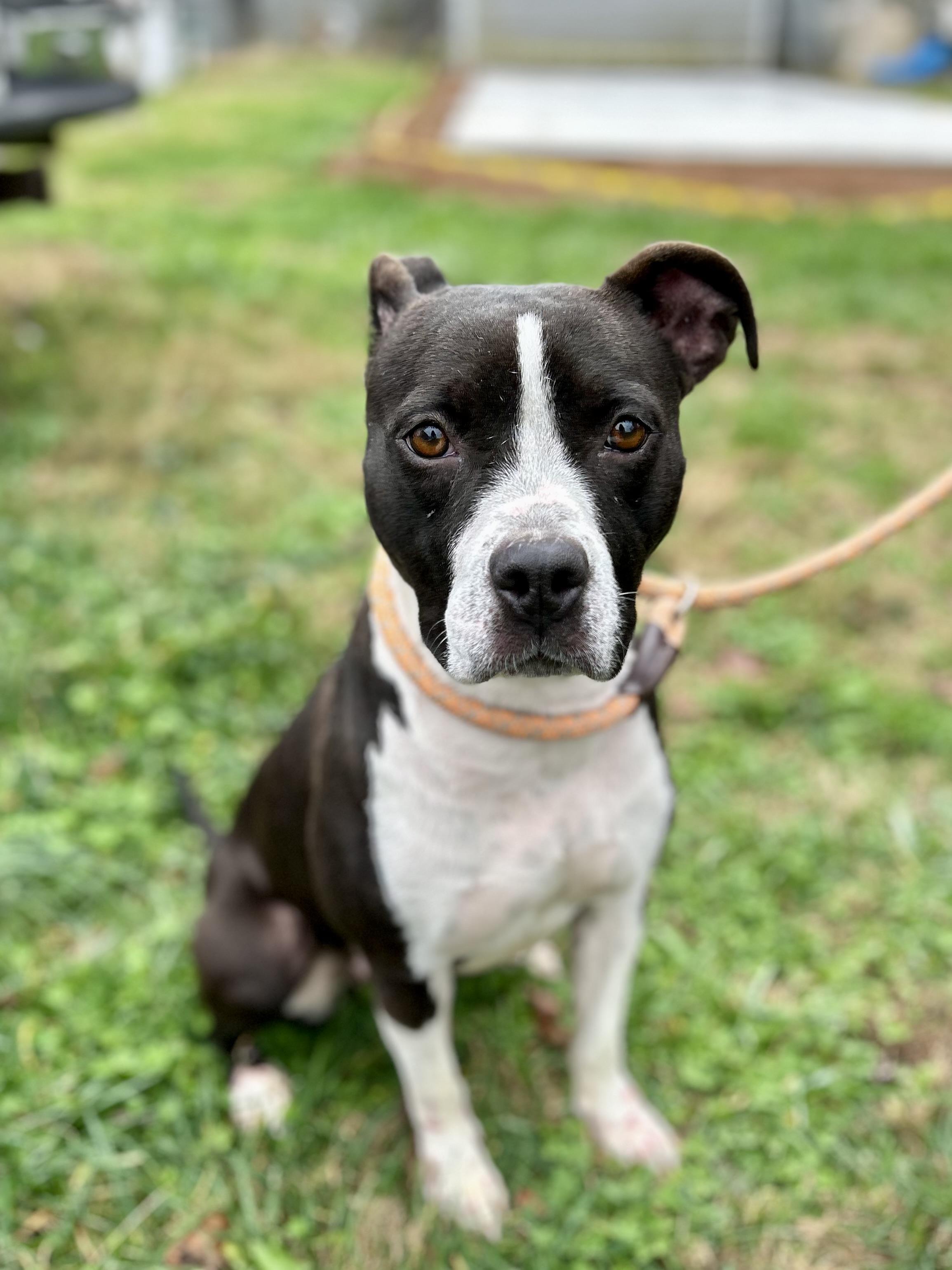 Wren, a Adoptable Mixed Breed in Franklin, KY image 3/6