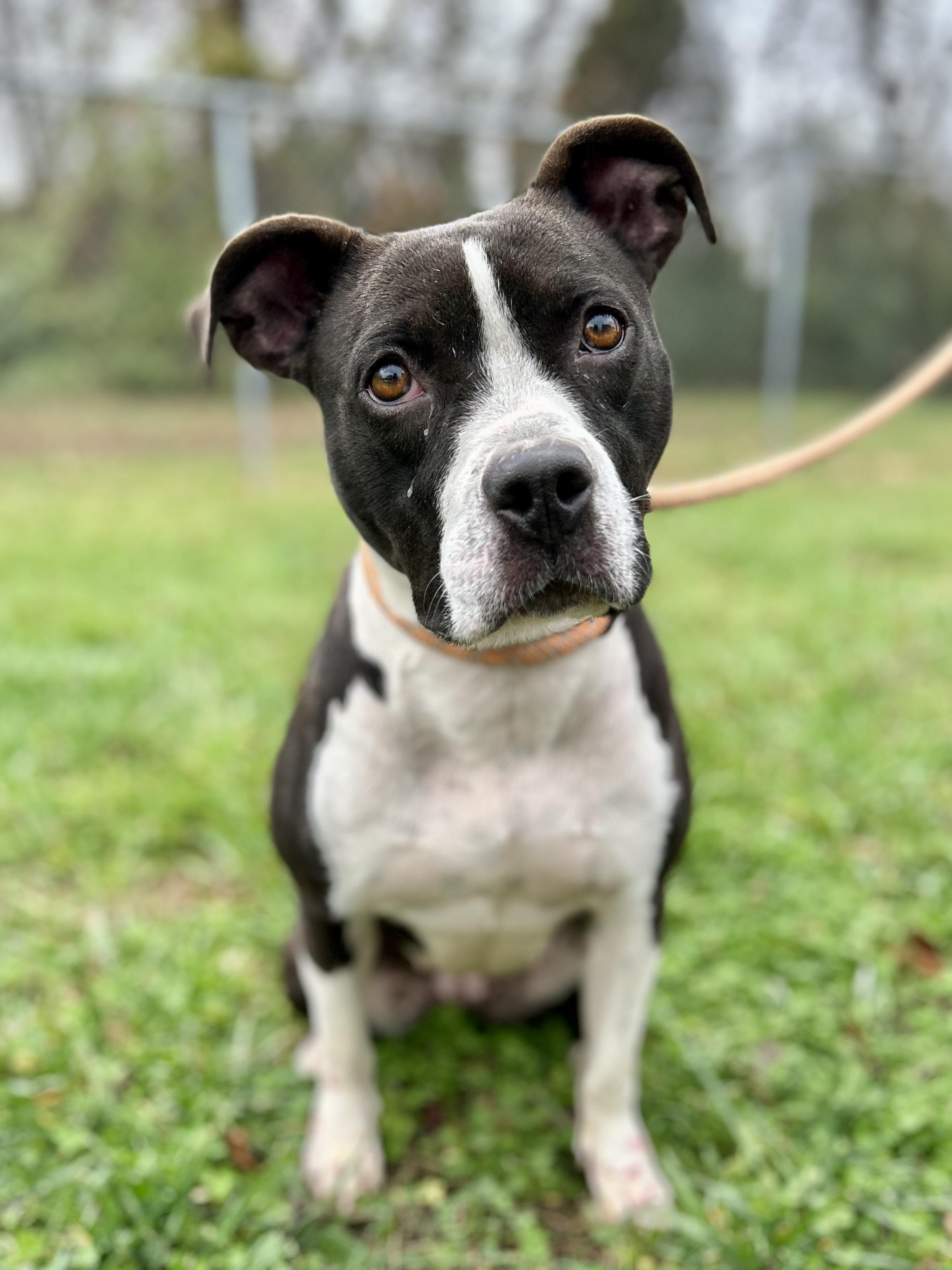 Wren, a Adoptable Mixed Breed in Franklin, KY image 6/6