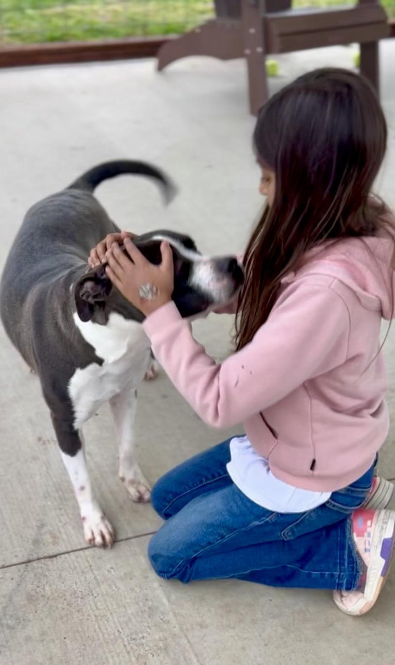 Enlarge Wren, a Adoptable Mixed Breed in Franklin, KY image 5/6