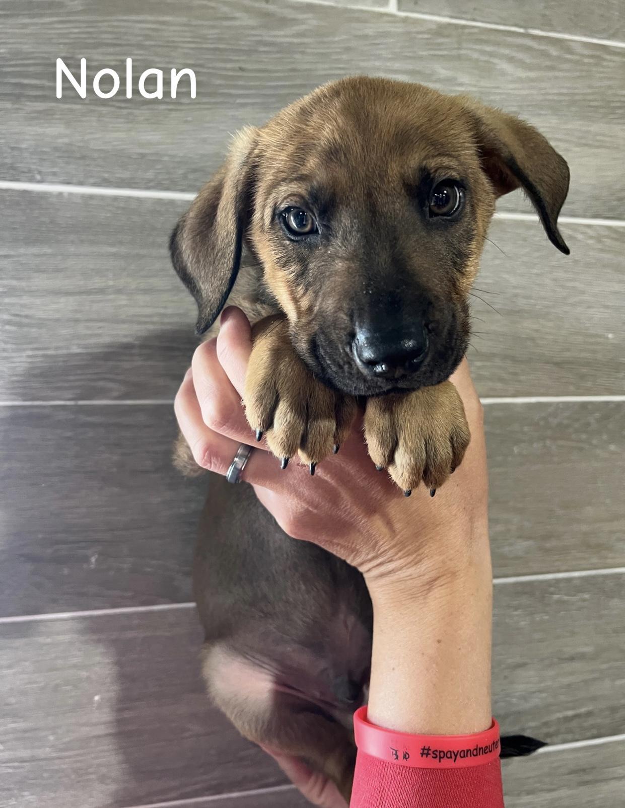 Enlarge Nolan, a Adoptable mixed breed in Hiawatha, KS image 1/3