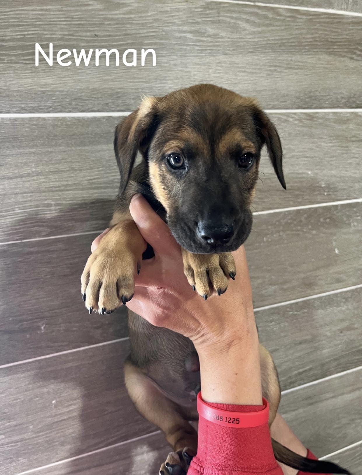 Enlarge Nolan, a Adoptable mixed breed in Hiawatha, KS image 3/3