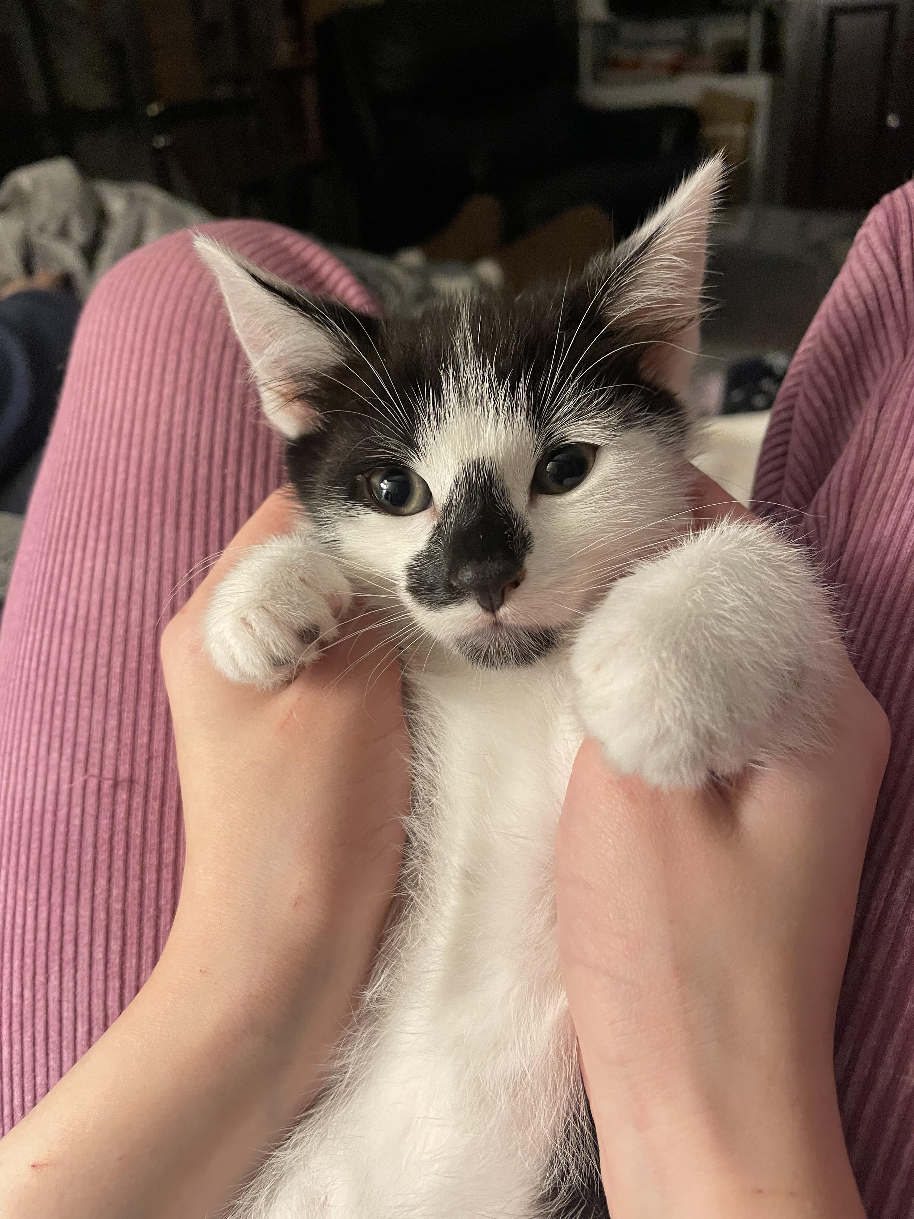 Enlarge Chip, an adopted Domestic Short Hair in Rochester, WA image 1/3