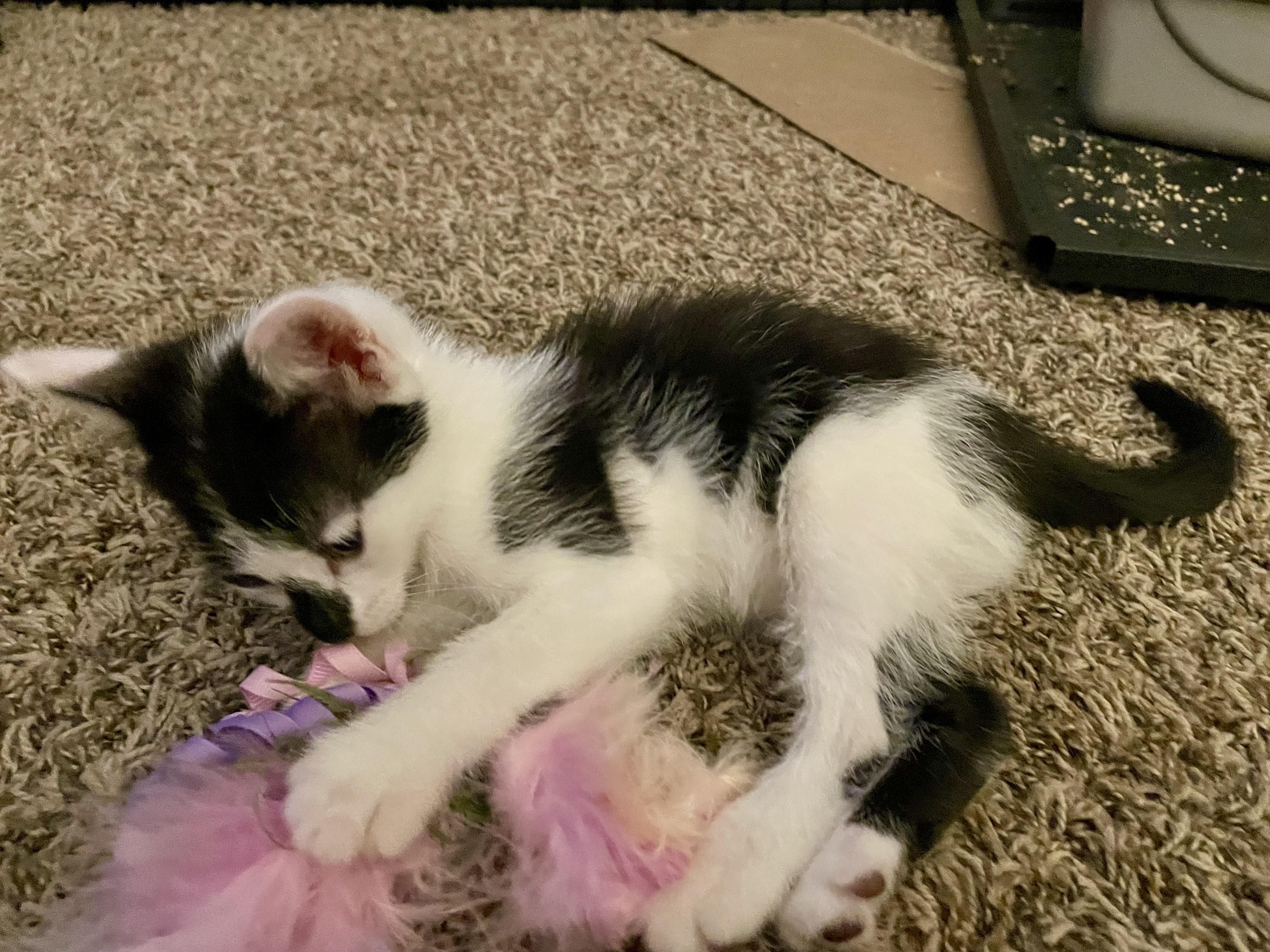 Enlarge Chip, an adopted Domestic Short Hair in Rochester, WA image 2/3