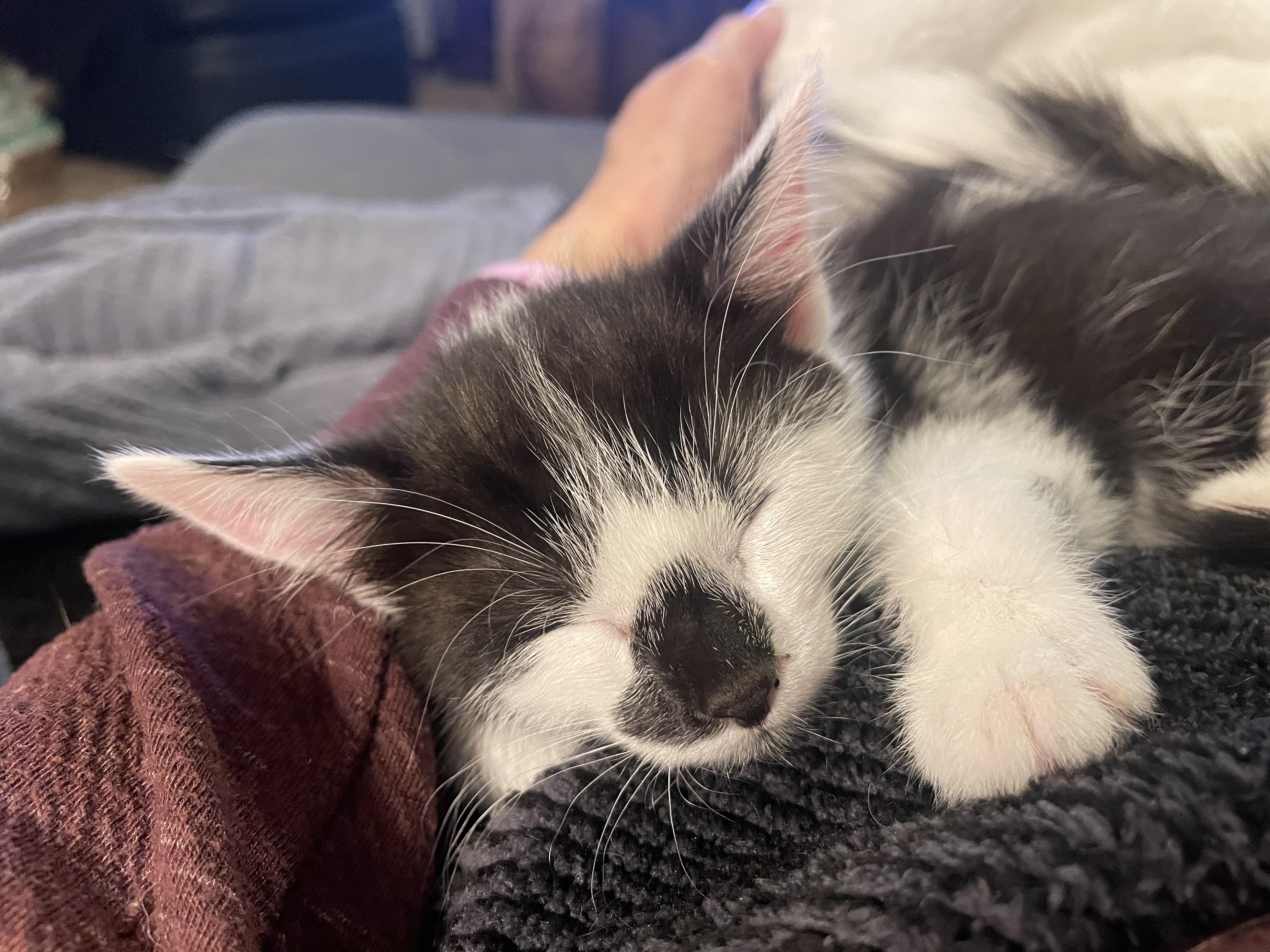 Enlarge Chip, an adopted Domestic Short Hair in Rochester, WA image 3/3