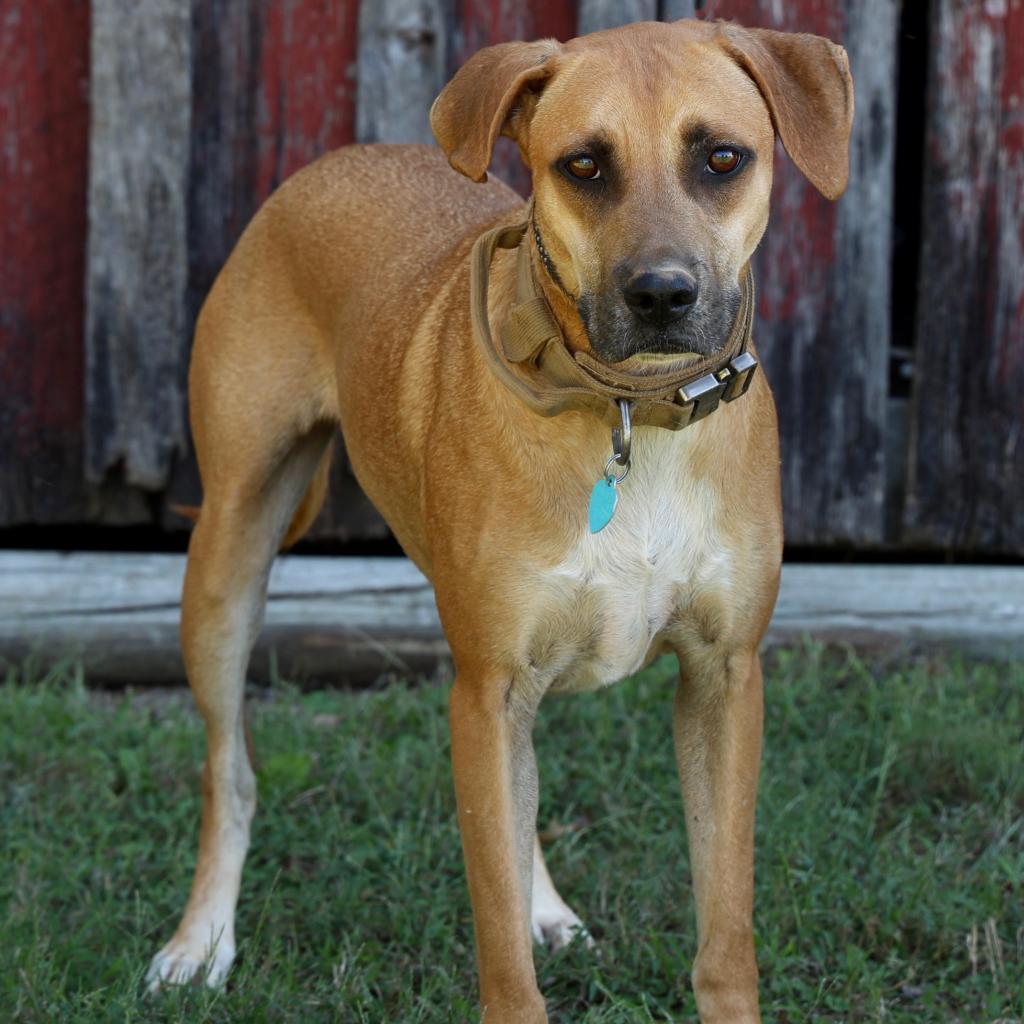Bear, Adoptable, Adult Male Mixed Breed.