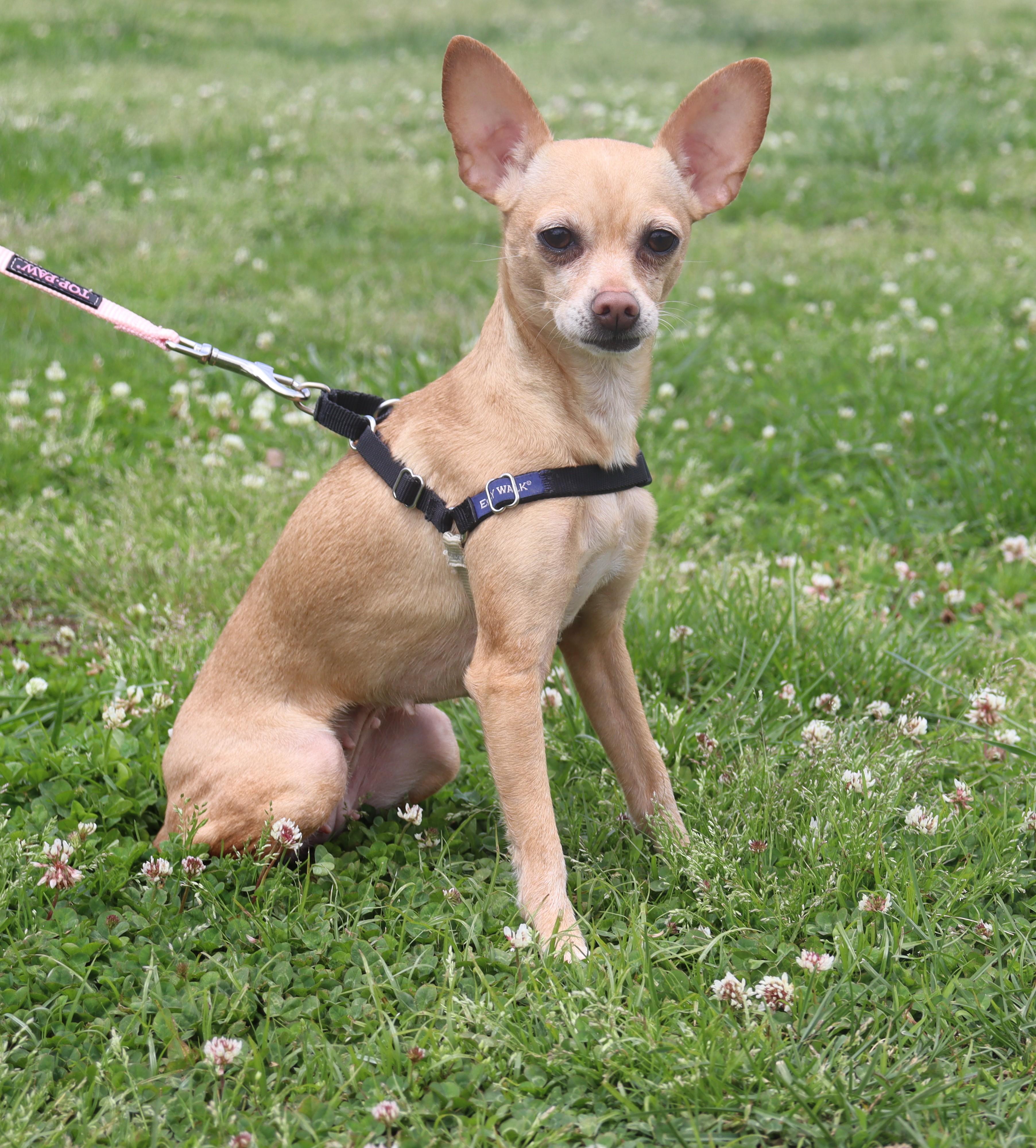 Layla, Adoptable, Young Female Chihuahua.