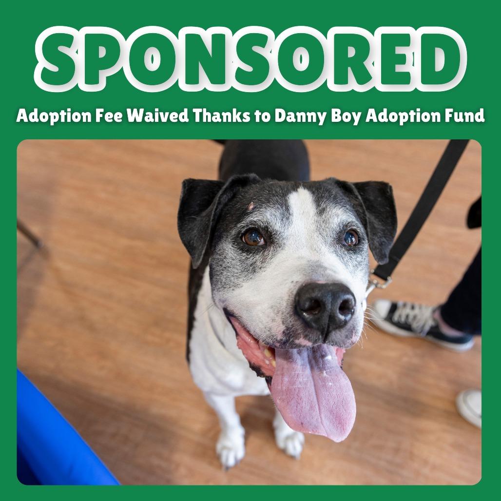 Moe, Adoptable, Senior Male Mixed Breed.